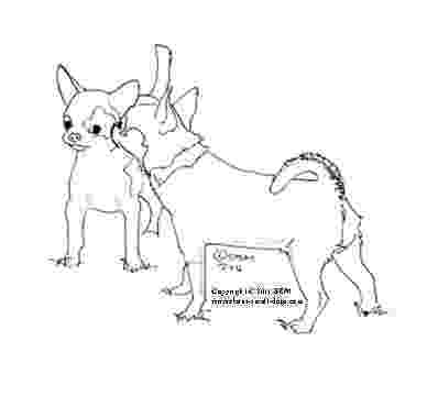 chihuahua pictures to print chihuahua coloring page chihuahuas a well and colors to chihuahua print pictures 