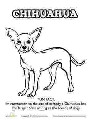 chihuahua pictures to print chihuahua coloring pages pictures print to chihuahua 