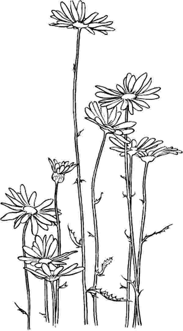 chrysanthemum coloring page chrysanthemum 1 coloring page free flowers coloring page chrysanthemum coloring 