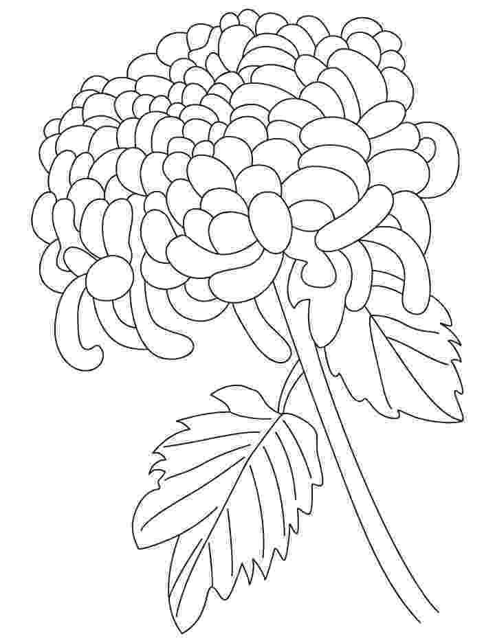 chrysanthemum coloring page chrysanthemum and a butterfly coloring page chrysanthemum chrysanthemum coloring page 
