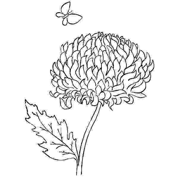 chrysanthemum coloring page chrysanthemum coloring page free printable coloring pages coloring chrysanthemum page 