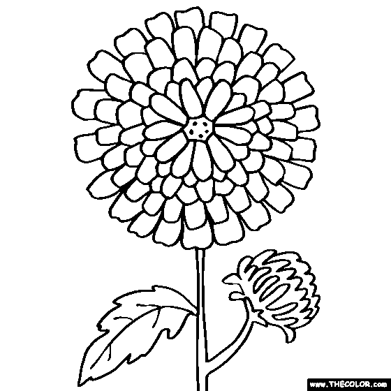 chrysanthemum coloring page chrysanthemum coloring pages to download and print for free chrysanthemum coloring page 