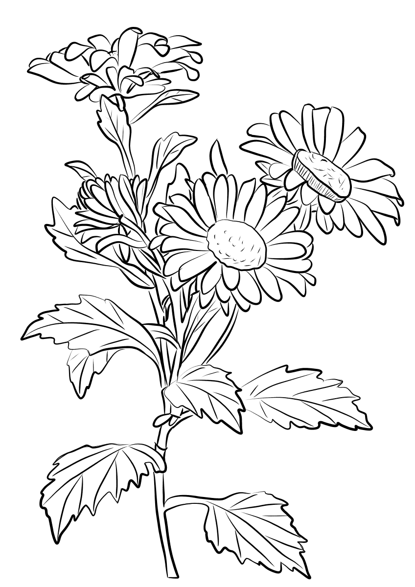 chrysanthemum coloring page chrysanthemum coloring pages to download and print for free page coloring chrysanthemum 