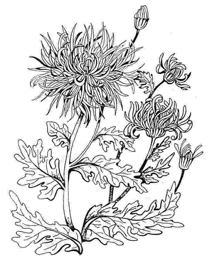 chrysanthemum coloring page chrysanthemum drawing coloring page chrysanthemum drawing page coloring chrysanthemum 