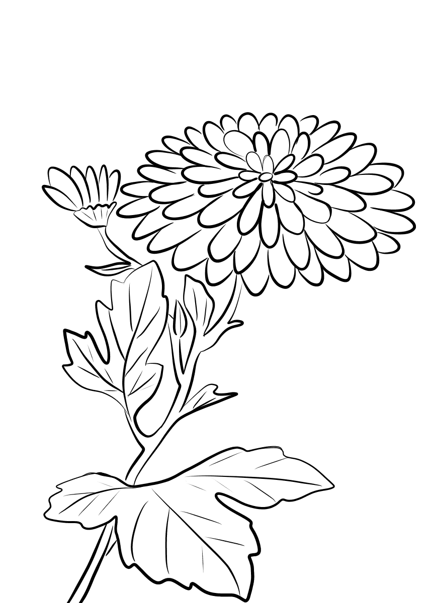 chrysanthemum coloring page chrysanthemum flower drawing at getdrawingscom free for page coloring chrysanthemum 