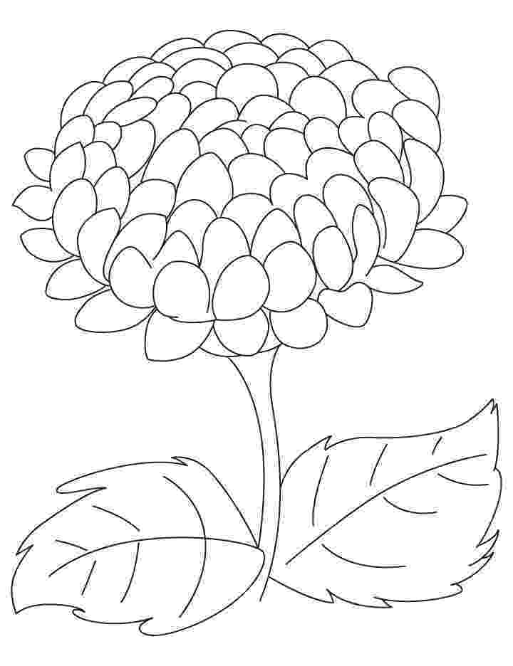 chrysanthemum coloring page chrysanthemum indiana coloring page free printable page coloring chrysanthemum 