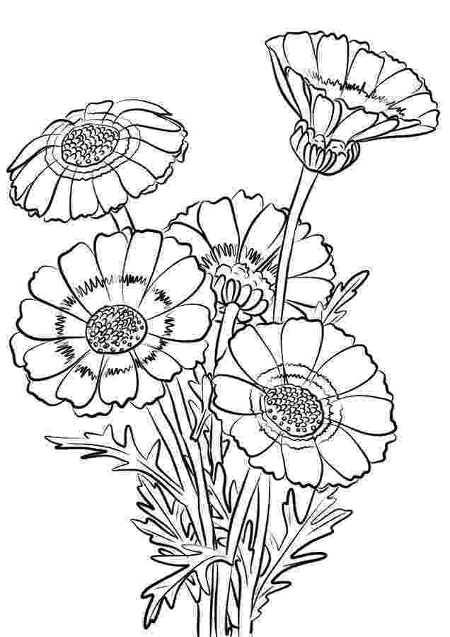 chrysanthemum coloring page chrysanthemum penny and her song coloring page chrysanthemum coloring page 