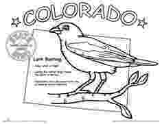 colorado state bird colorado state bird coloring page free printable bird colorado state 