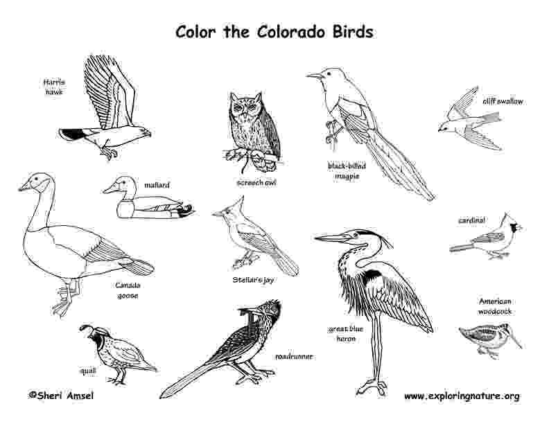 colorado state bird virginia wordsearch vocabulary worksheet crossword state bird colorado 