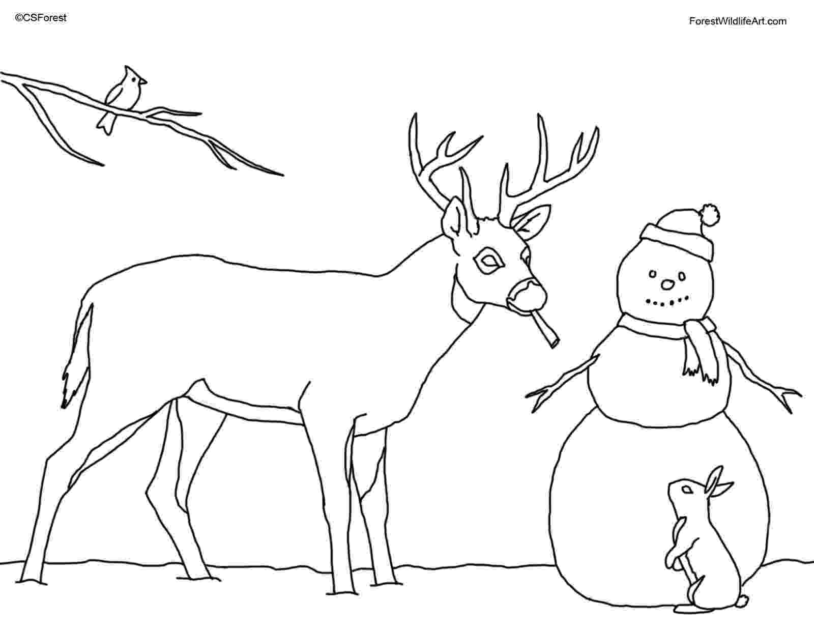 coloring book deer ausmalbilder für kinder malvorlagen und malbuch deer coloring deer book 