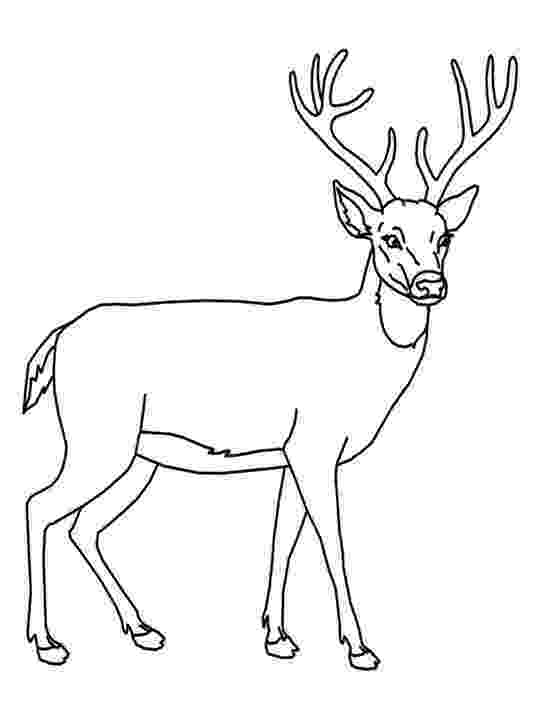 coloring book deer january printable calendar and wallpapers my craftily deer book coloring 