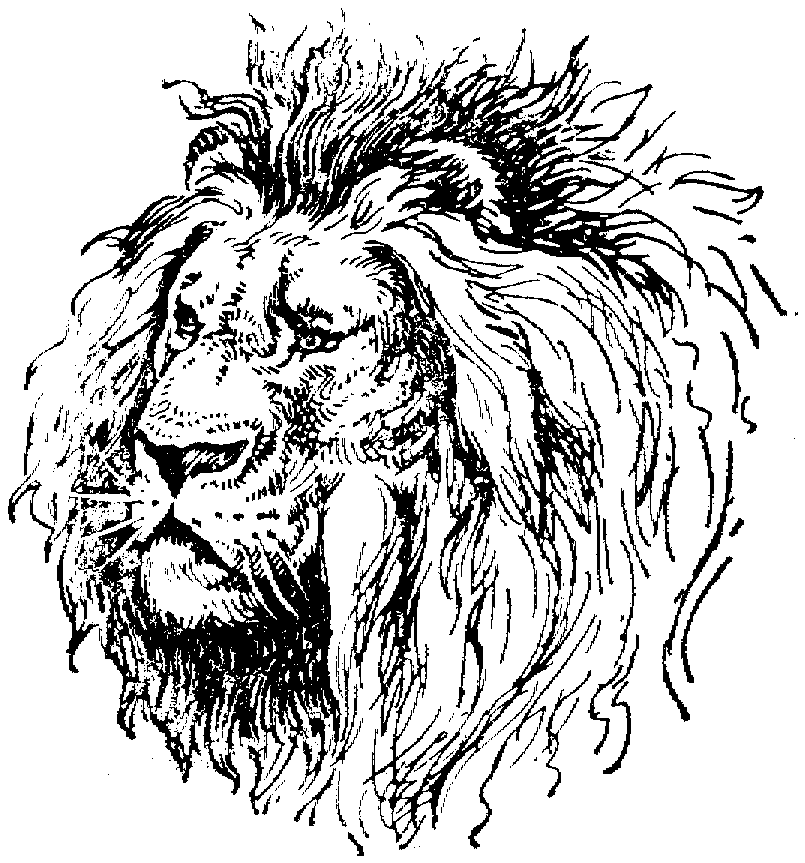 coloring book lion about lions coloring lion book 