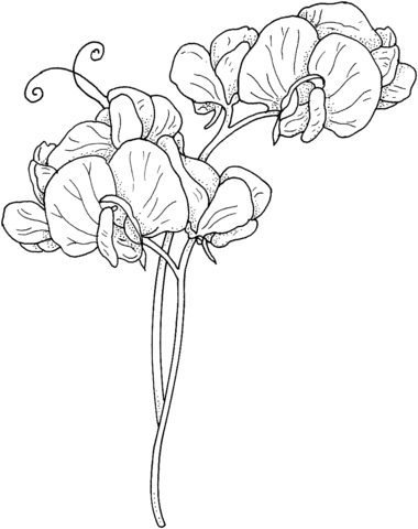 coloring flowers copic book 1000 images about coloring pages for big people on copic coloring book flowers 