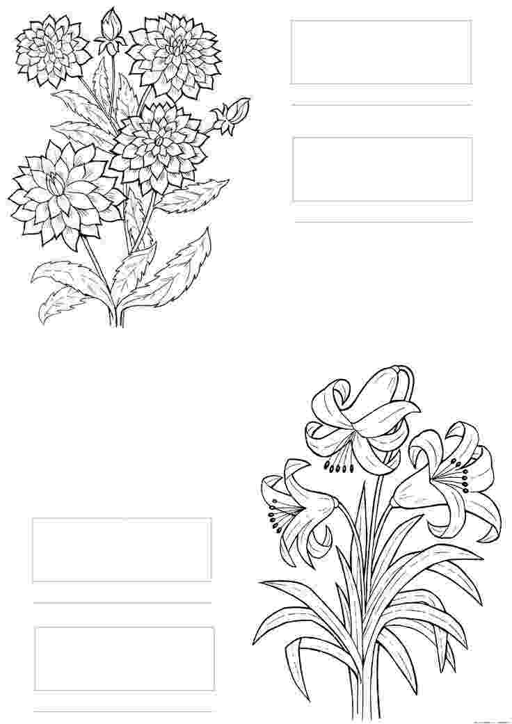 coloring flowers copic book 23 best copic practice sheets images on pinterest copic copic flowers coloring book 