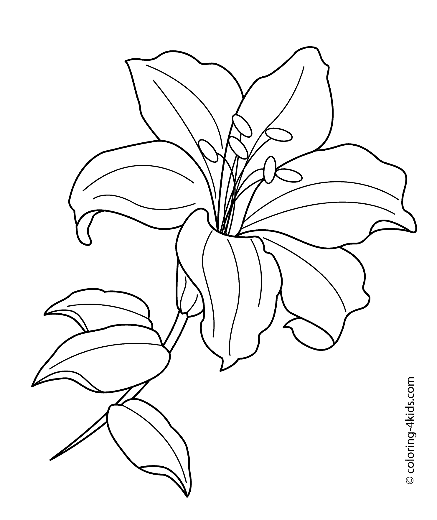 coloring flowers copic book lilies m 105 flower coloring pages flowers coloring pages coloring flowers book copic 