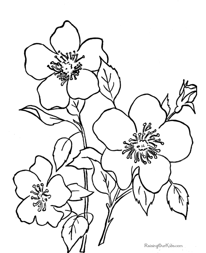 coloring flowers copic book lilium flower coloring pages for kids printable free coloring book copic flowers 