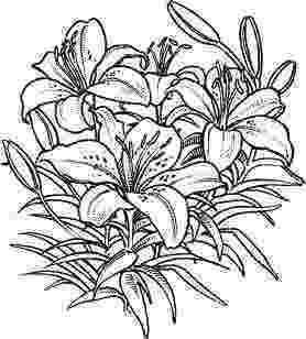 coloring flowers copic book tropical plants and hibiscus flowers coloring book page flowers book coloring copic 