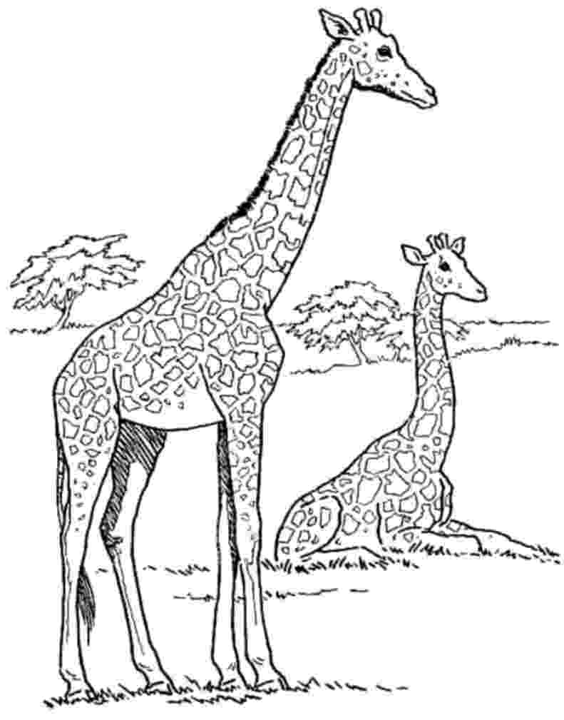 coloring page giraffe free giraffe coloring pages page coloring giraffe 