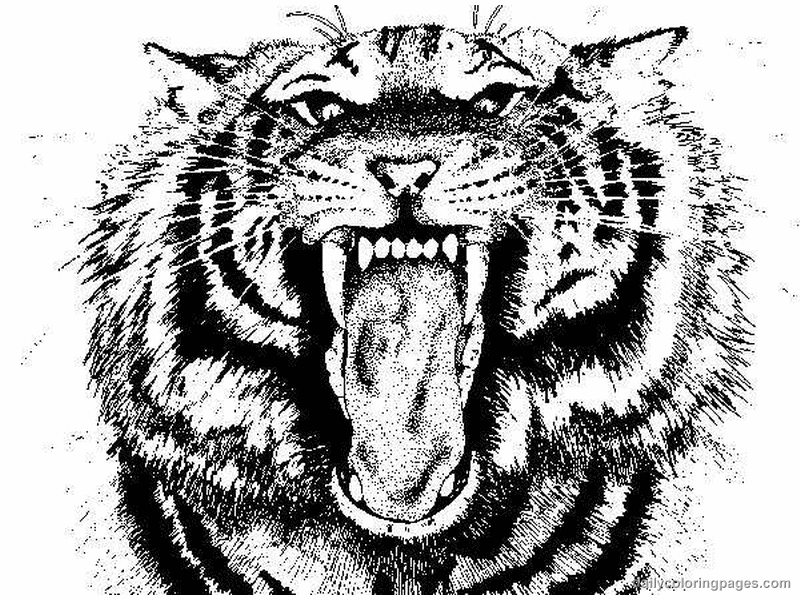 coloring page tiger free printable tiger coloring pages for kids page coloring tiger 