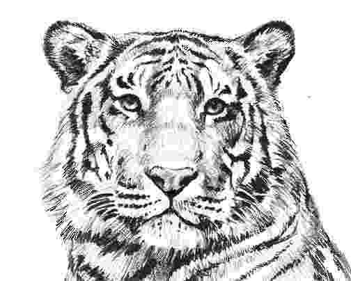 coloring page tiger tiger coloring pages getcoloringpagescom page coloring tiger 