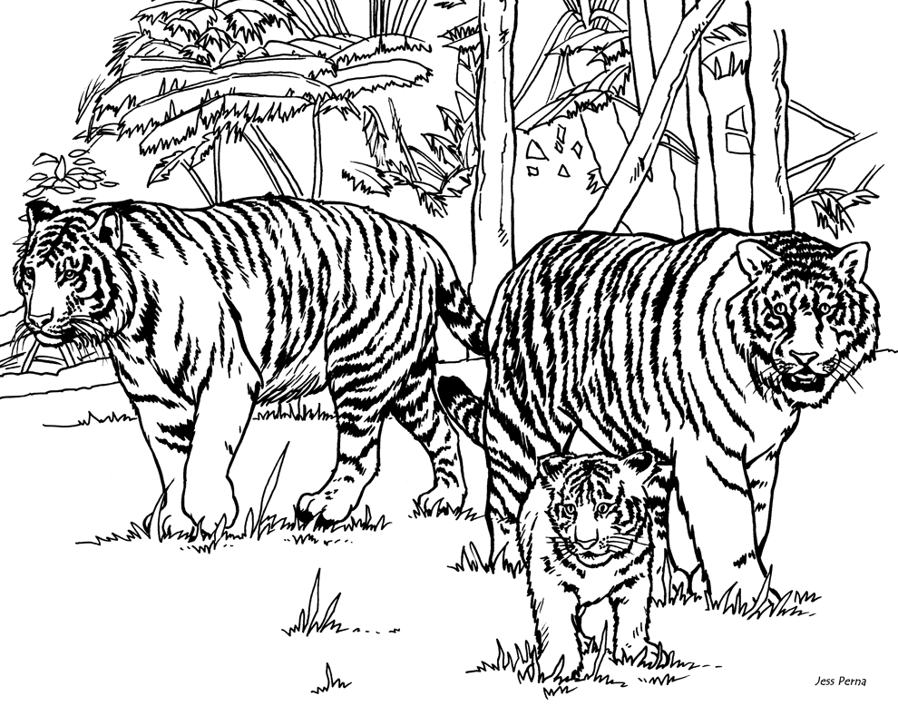 coloring page tiger tiger tigers adult coloring pages page tiger coloring 