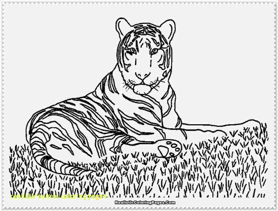 coloring pages animals realistic realistic alligator coloring pages realistic coloring pages animals pages realistic coloring 