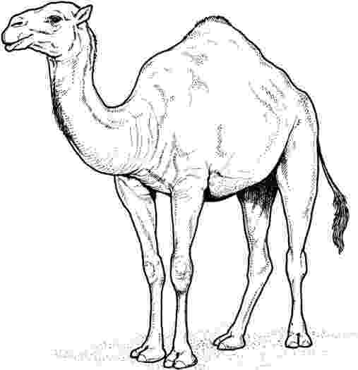 coloring pages camel camel coloring sheet education for free coloring camel pages 