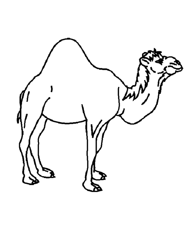 coloring pages camel september 2013 roosevelt drawing 1 coloring camel pages 