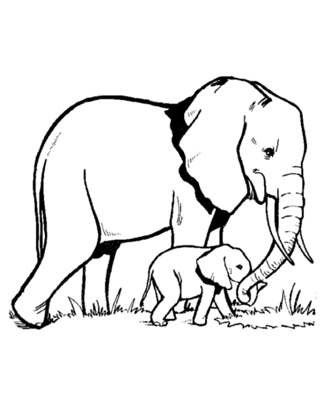 coloring pages elephants free elephant coloring pages coloring pages elephants 