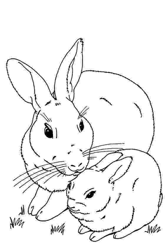 coloring pages of bunnies real bunny coloring pages download and print for free pages of bunnies coloring 