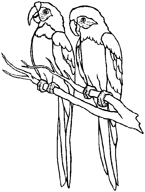 coloring pages of parrots free printable parrot coloring pages for kids coloring of parrots pages 