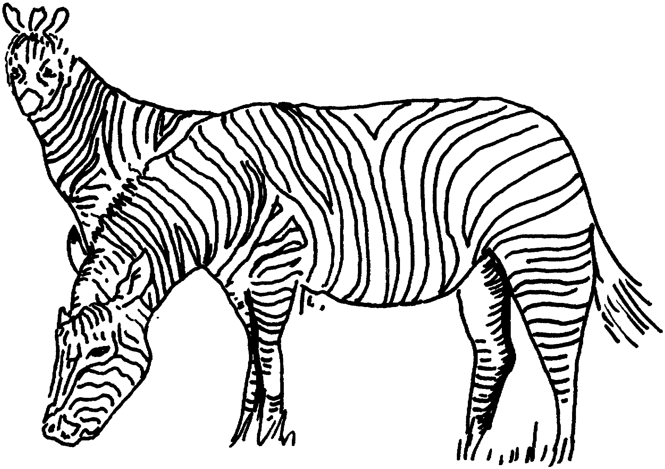 coloring pages of zebras zebra coloring pages free printable kids coloring pages zebras coloring of pages 
