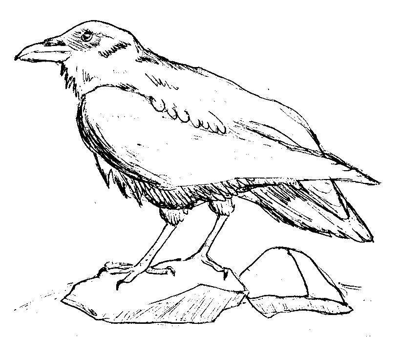 coloring pages raven the best free raven drawing images download from 794 free pages raven coloring 