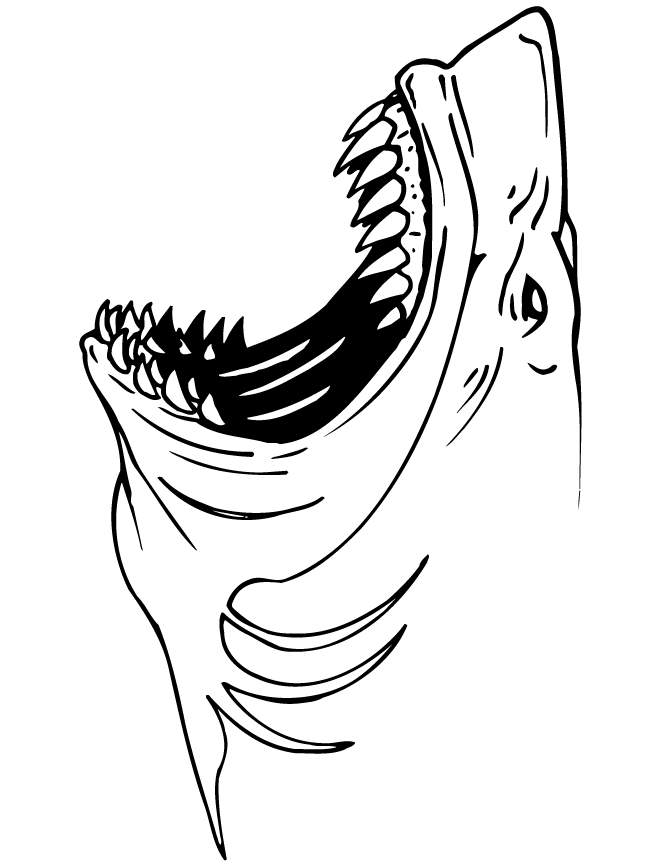coloring pages sharks great white shark outline drawing at getdrawings free coloring sharks pages 