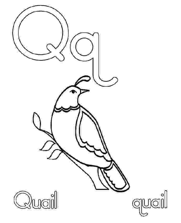 coloring picture quail q for quail coloring pages pattern design ideas quail coloring picture 