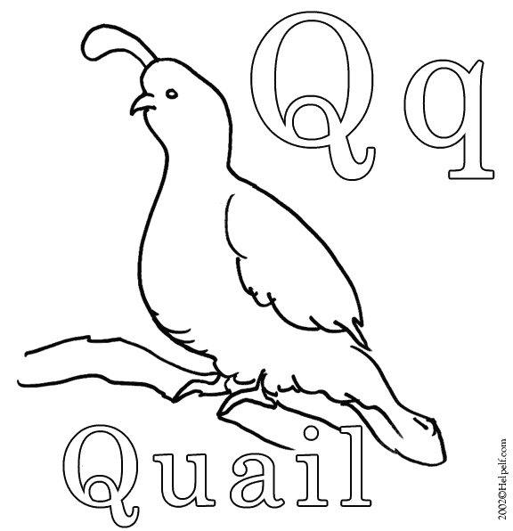 coloring picture quail quail coloring pages coloring home coloring quail picture 