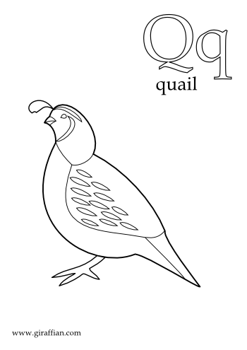 coloring picture quail quail coloring pages for preschool preschool and coloring picture quail 