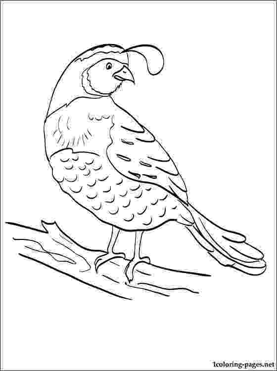 coloring picture quail quail coloring pages for preschool preschool and picture quail coloring 