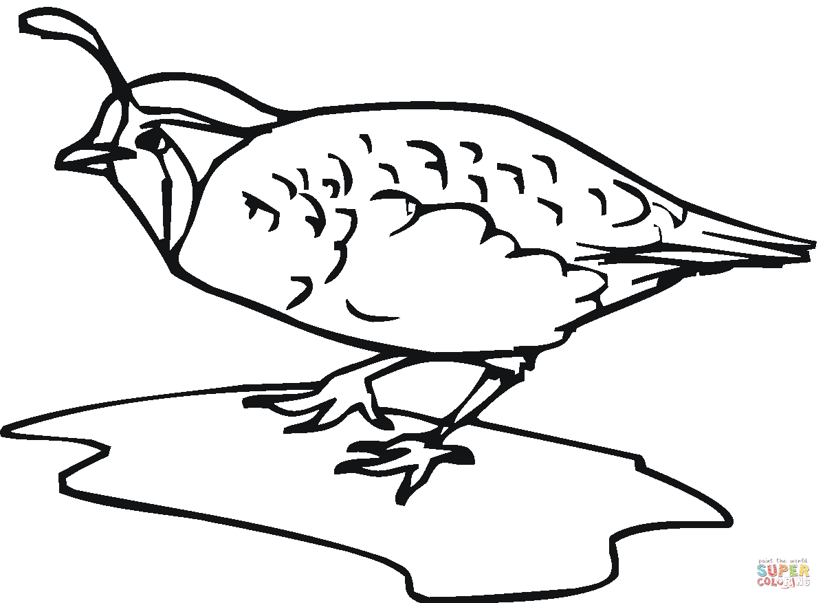 coloring picture quail quail coloring pages for preschool preschool and quail coloring picture 