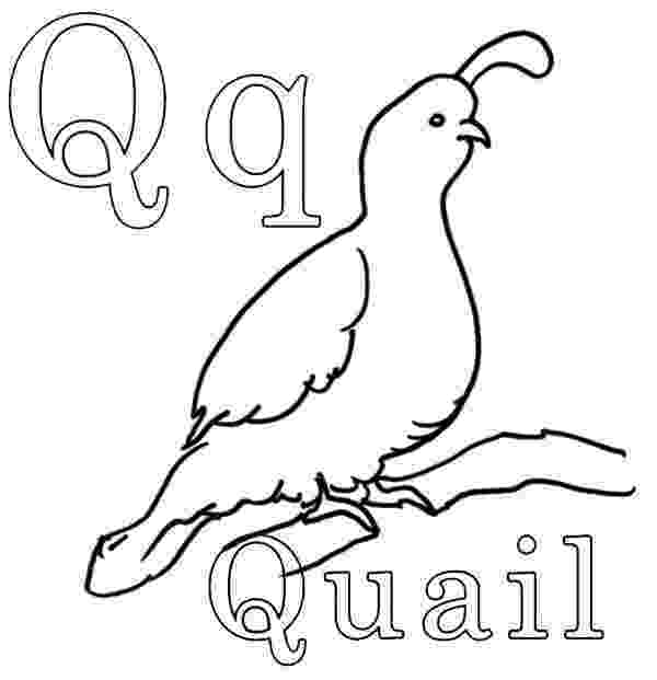 coloring picture quail quail gambel39s coloring page quail coloring picture 