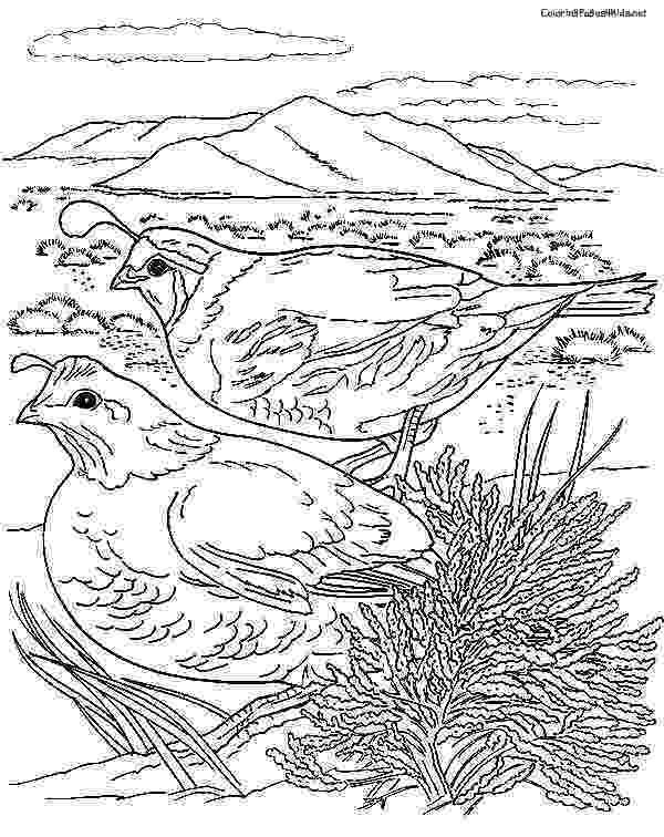 coloring picture quail quail google search line drawings for literacy picture quail coloring 