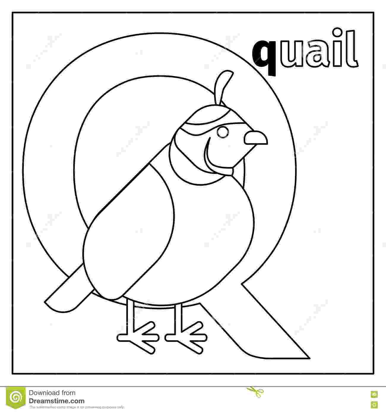 coloring picture quail quail letter q coloring page stock vector illustration quail coloring picture 