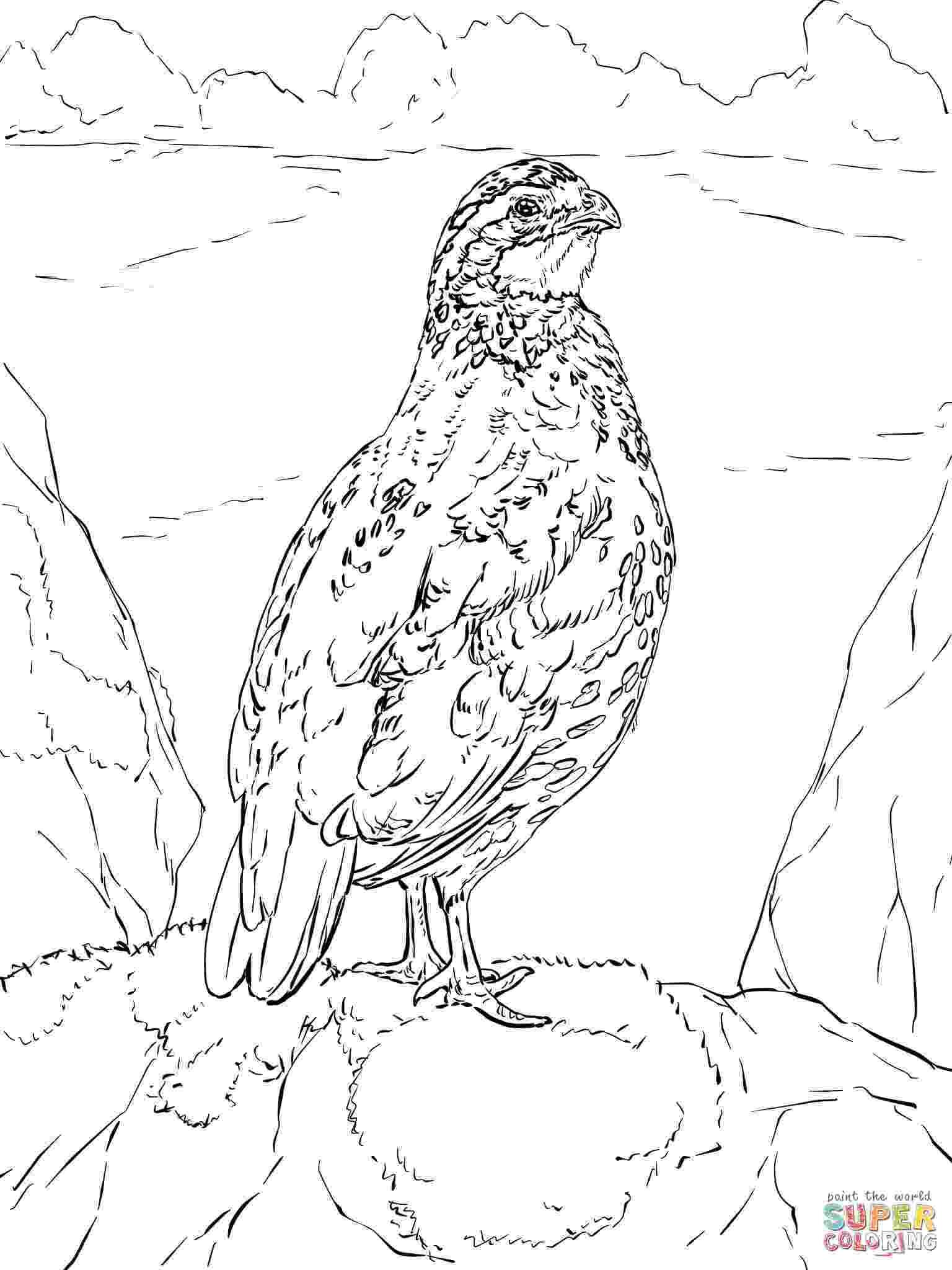 coloring picture quail the king quail coloring page the king quail coloring page quail coloring picture 