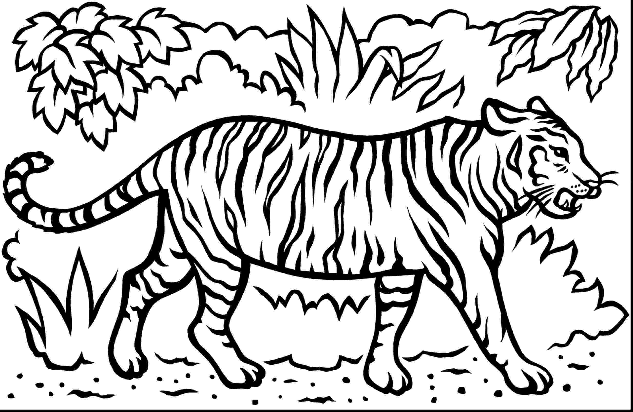 coloring pictures of tigers colours drawing wallpaper cute tigger for kids colour coloring pictures tigers of 