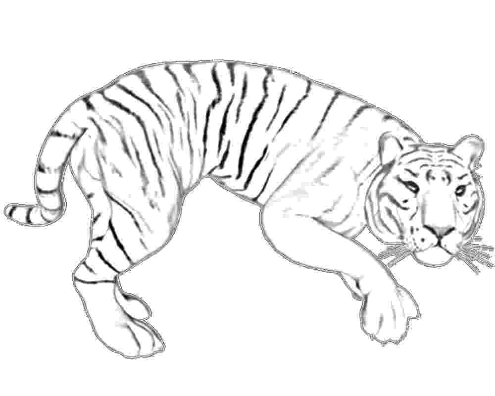 coloring pictures of tigers free printable animal tiger coloring pages tigers coloring pictures of 