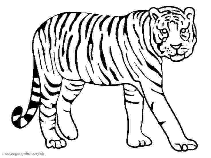 coloring pictures of tigers siberian tiger coloring page at getcoloringscom free pictures tigers coloring of 