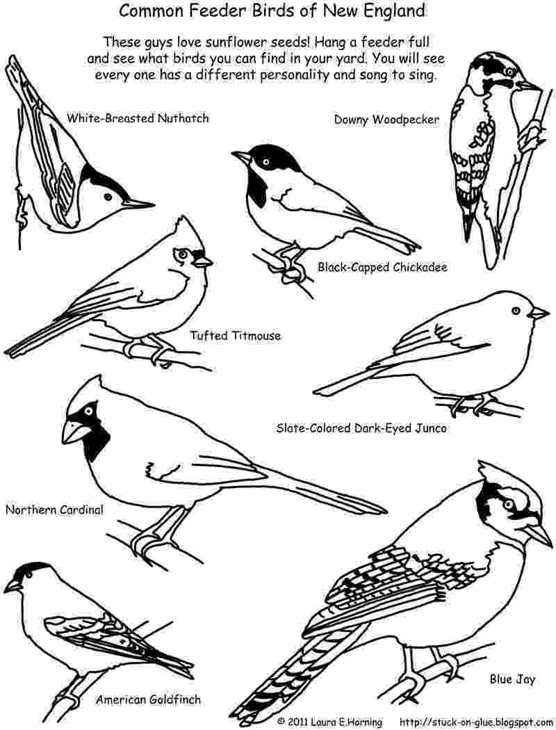 colouring pages with birds bird coloring pages with birds colouring pages 