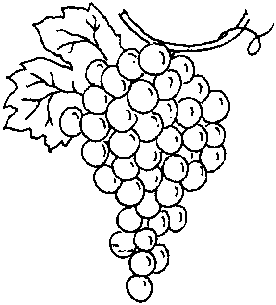 colouring pictures of grapes how to draw grapes coloring pages how to draw grapes grapes of colouring pictures 