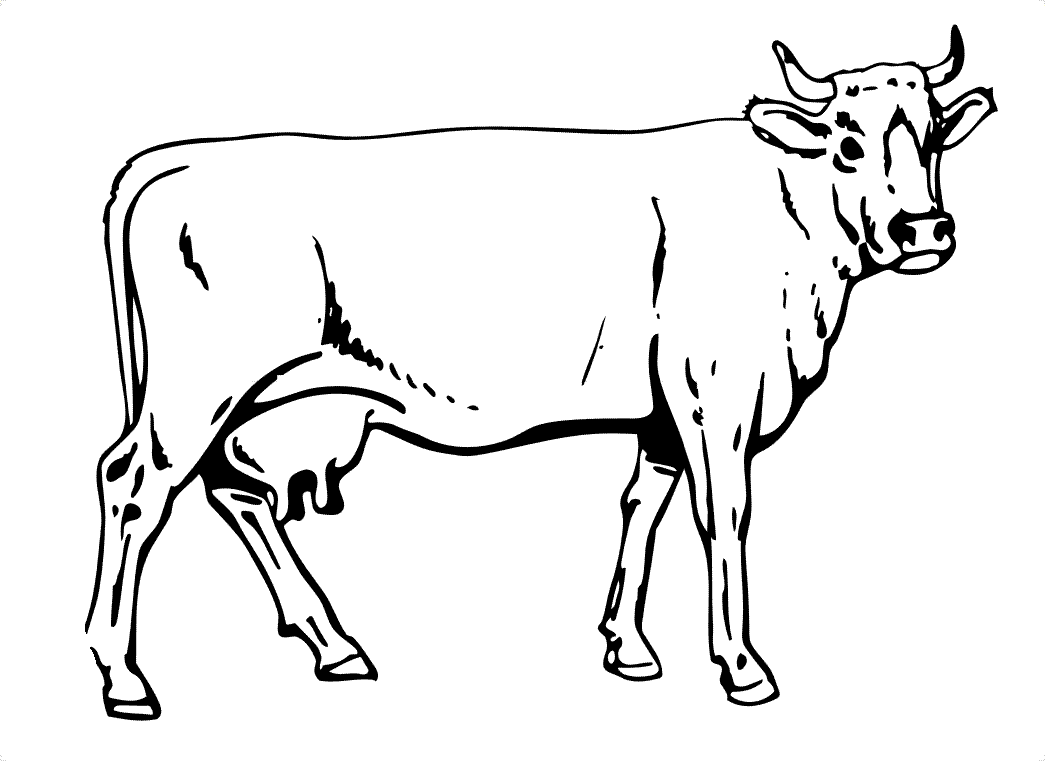 cow colouring sheet cute cow animal coloring books for kids drawing colouring sheet cow 