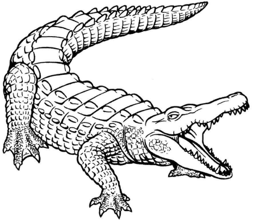 crocodile colouring pages african nile crocodile coloring page free printable crocodile colouring pages 